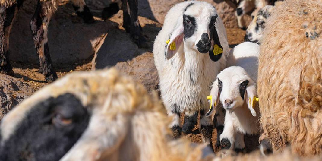 Yağışlar geldi, otlar yeşerdi, su kaynakları doldu: Besiciler yağış sevinci yaşıyor 5